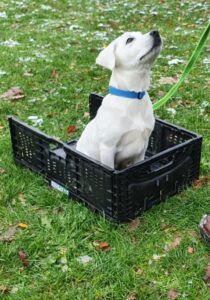 Hund in Box